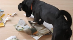 Obrazovne igre za pse rade sami