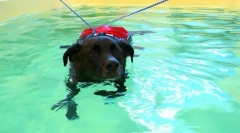 Rehabilitacija pasa i mačaka