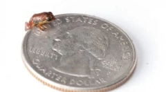 Rijetki oblik vodozemaca koji su ponovno otvoreni (12 fotografija)