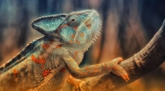 Reptil. Zgrada i karakteristike