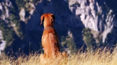 Rhodesian ridgeback (fotografija): požudni lovca i podebljani stražar