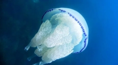 Ropila