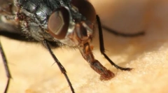 Rota aparati insekti