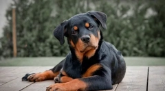 Rottweiler
