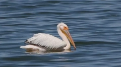 Pink pelican