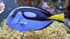Riba kirurga