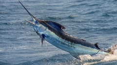 Riblji mač - jedna od najbrže ribe na svijetu