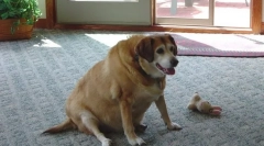 Šećer dijabetes kod pasa: simptomi i liječenje od hranjenja ljubimca