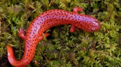 Salamander (fotografija): minijaturni zmaj s bogatom poviješću