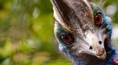 Najagresivnija ptica