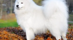 Samoyed laika (fotografija) - odani prijatelj i pozitivna energetska naknada