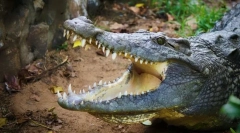 Najagresivnije životinje na svijetu