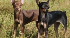 Najpoznatije nepriznate pasmine pasa (s fotografijama)