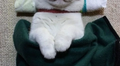 Najpoznatije mačke i mačke na internetu