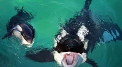 Najpoznatiji tobast kitovi