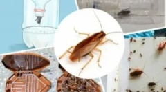 Najučinkovitije zamke za žohare