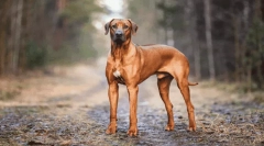 Najljepše legende o podrijetlu pasmina pasa