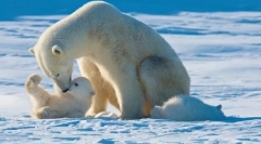 Najveći predatori zemlje