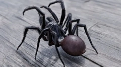 Najopasniji i otrovniji pauci na svijetu