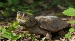 Najopasnije kornjače i guštere na planeti