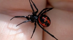 Najopasnije životinje, insekti i gmazovi koji žive u rusiji (1. Dio)