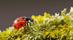 Najkorisniji insekti: top 10 s fotografijama