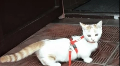 Najviše rijetkih pasmina mačaka