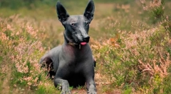 Najpariji pasmine pasmina u svijetu