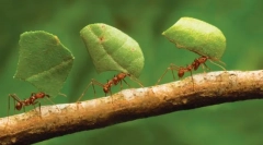 Najsnažniji insekti