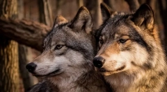 Najvjernije životinje