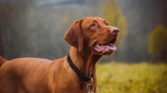 Najdraže pasmine pasa prema veterinarima