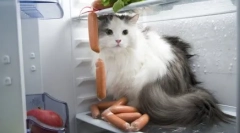 Većina brutalnih ubojica mačaka: top 5 priča