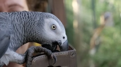 Svijet je najpametniji parrot alex, top 10 pametnih pasmina