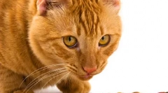 Balansirana prehrana mačka