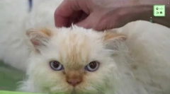 Selkirk rex - mačka pasmina