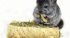 Sijeno za činčile: izbor i prazan