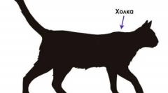 Ozbiljno: antoon mačka