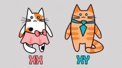 Sive mačke: utjelovljenje stila i elegancije