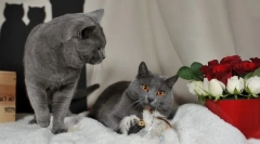 Theraserte cat (fotografija): omiljeni francuski br