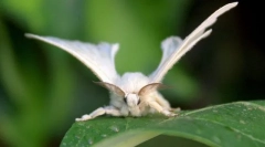 Svilena buba