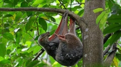 Satokel. Odvojenost životinja sisavaca
