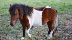 Shetland poni