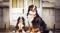 Štenci bernsky zennenhund (fotografija): značajke skrbi i obrazovanja