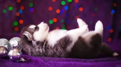 Štenci husky (fotografija): njega, hranjenje, obrazovanje