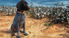 Kurzhara štenci (fotografija): bhakte u kući i pouzdani pomagač na lovu