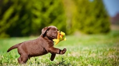 Štenci labrador (fotografija): pravila skrbi i obrazovanja