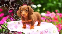 Štenci dachshunds (fotografija): niski pas s visokom inteligencijom i šarmom