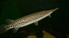 Pancirska štuka
