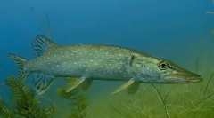 Štuka