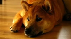 Shiba u